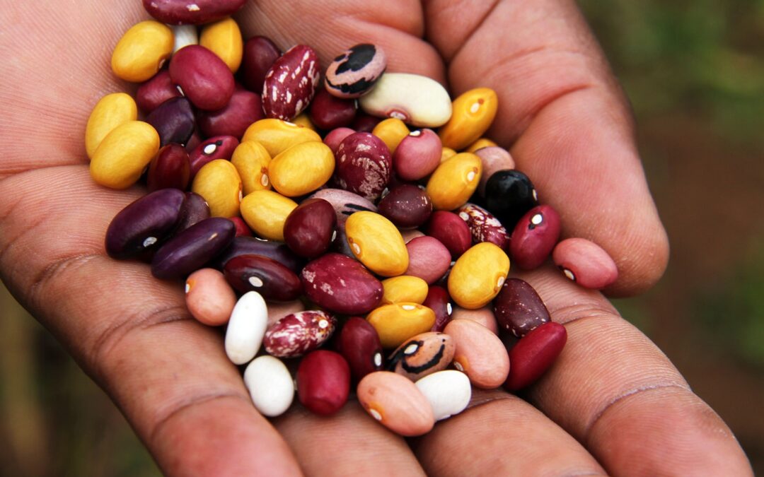 Empowering Youth & Transforming Communities through Job Creation & Nutritious Beans in Kenya