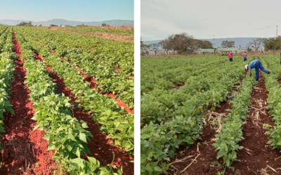 Strides to meeting growing demand for beans in Eswatini