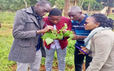 Forging new ground to strengthen bean research in Kenya through partnerships