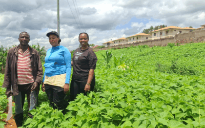 Learning to dance in the storm: Resilient farming with beans, trees and bees in Rwanda