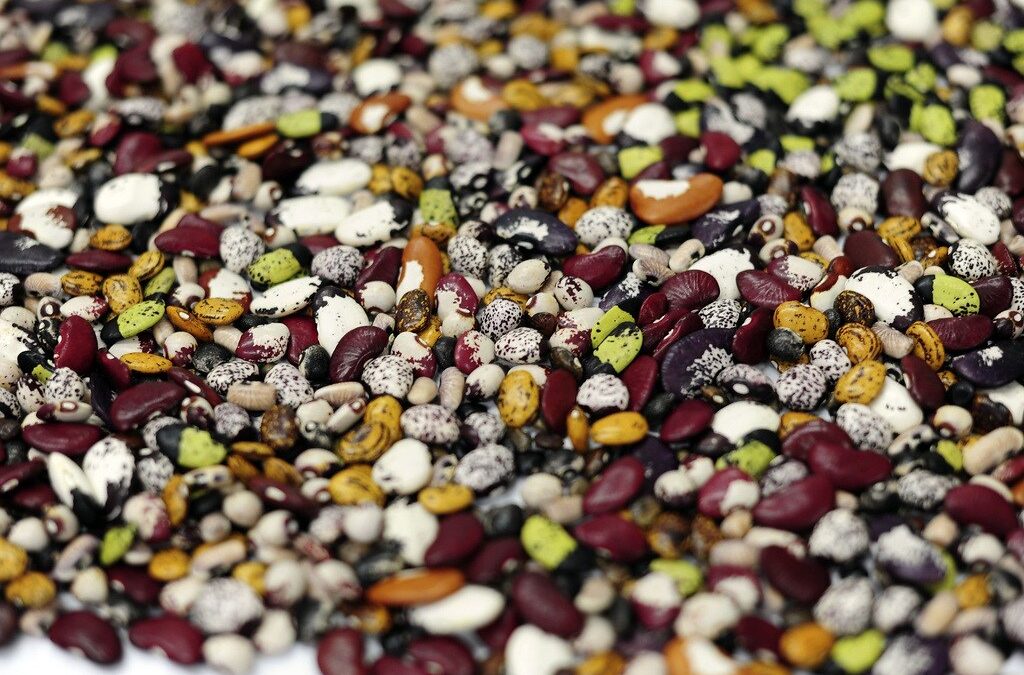 In East and Southern Africa, PABRA pilots the first regional Product Advancement Meeting for beans