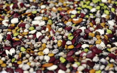 In East and Southern Africa, PABRA pilots the first regional Product Advancement Meeting for beans