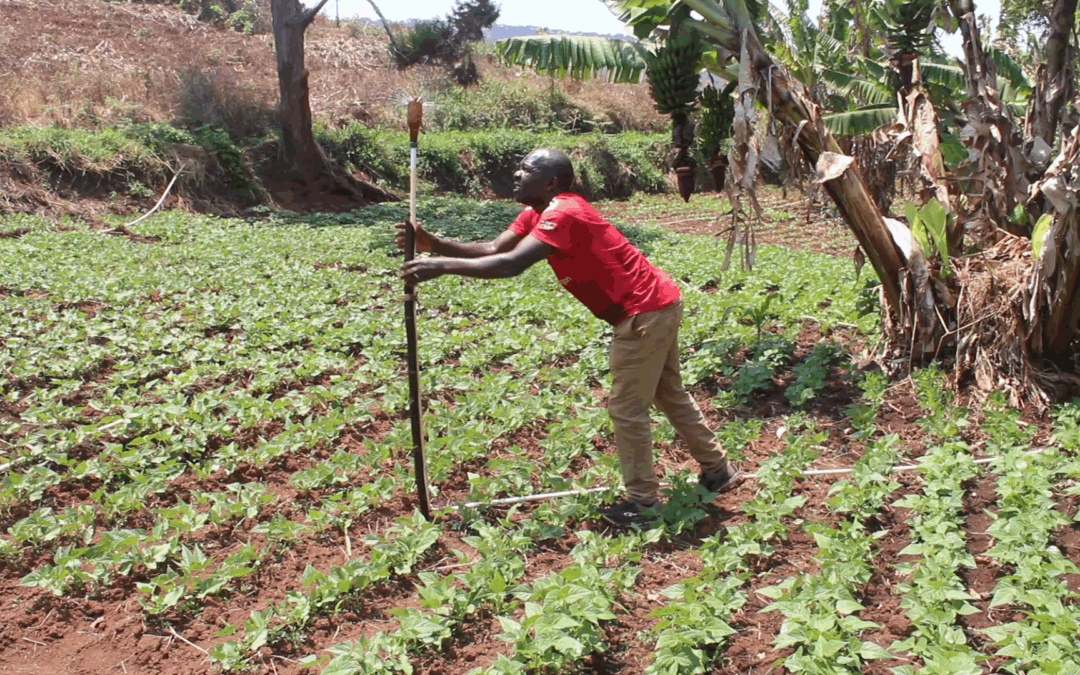 Beans driving change: Malawi smallholder farmers turning yields into wealth