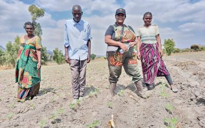 Strengthening seed systems through Multi Stakeholder Platform (MSP): How Afriseed grew into a regional bean enterprise