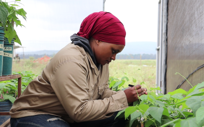 Developing and Scaling breakthrough bean varieties across Africa