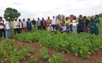 Kaniama harvests progress: Highlights and impacts of the PADCA-6P agricultural innovation journey