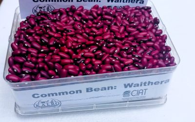 Small seed, bigger harvest: How Waithera is winning Kenyan farmers’ trust