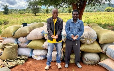 Accelerating Variety Turnover for Sorghum and Groundnuts in Tanzania: The BESTO Enterprises Story