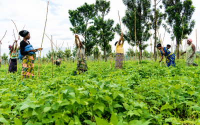 Opening Doors to Land Access for Women in Eastern DRC Through Bean Farming