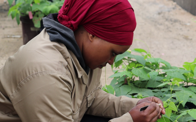 Breeding beans for Africa’s future, beyond 30 years of PABRA